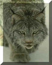 lynx1.jpg (13991 bytes)