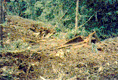 Destroyed Rain Forest