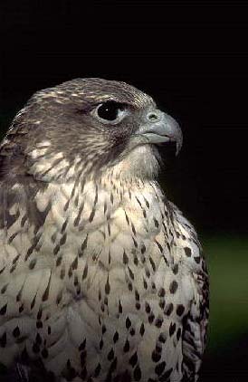Falcon
