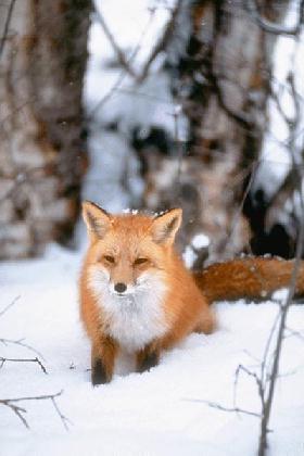 Fox walk