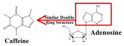 Caffeine and Adenosine have a similar double ring structure