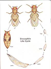 Drosophila Life Cycle