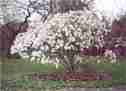With spring, trees burst into beautiful flowers.