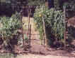 My vegetable garden, 1998