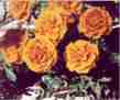 These brilliant organge marigolds flourished with little water and relentless sun.