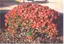 Mums can be purchased from any gardening center when fall comes around.  They produce many flowers and survive until late in the season.