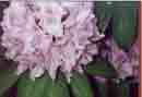 This variety of rhododendron gets giant pink flowers