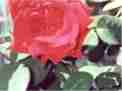 A close up of the rose and its leaves...GORGEOUS!