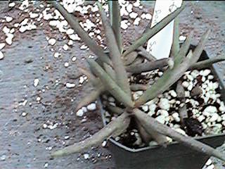 K. bentii