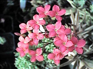 inflorescence
