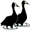 Whitefaced Ducks are the symbol of Friends of Nylsvley. This duck is a typical sight on the flooded plains of the Nyl River