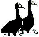 Whitefaced Ducks