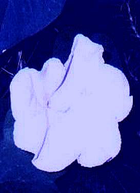 thumbnail of #7 BlueMoons2