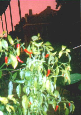 thumbnail of Cayenne peppers 2