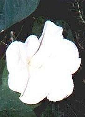 thumbnail of #8 FullMoon