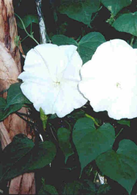thumbnail of #3moonflowers