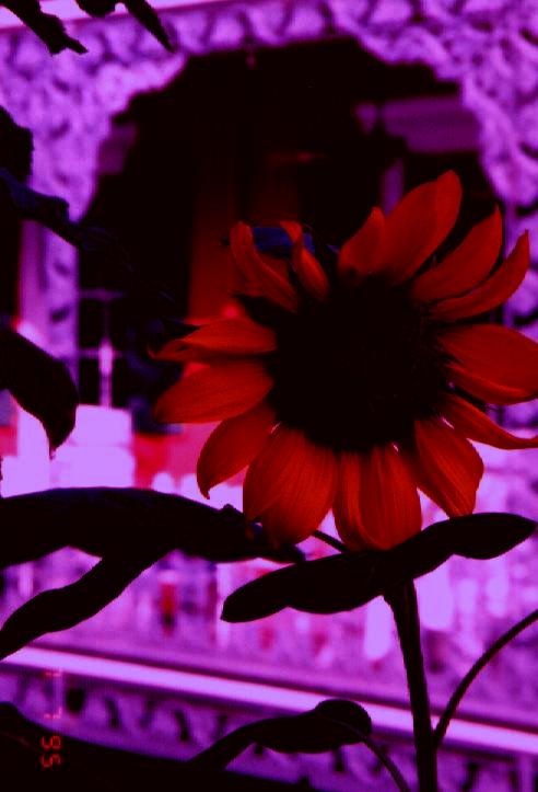 thumbnail of purple sun