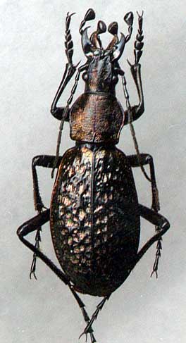 Carabus
(Acoptolabrus)
lopatini A.Morawitz