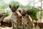 Cougar Ring