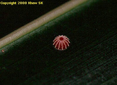 Egg of Suastus gremius gremius