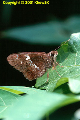 Hyarotis adrastus praba
