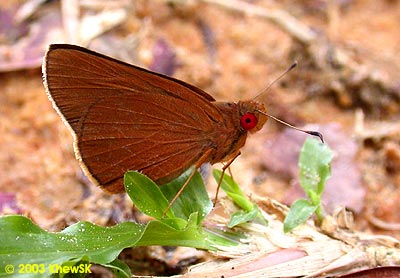 The Common Redeye