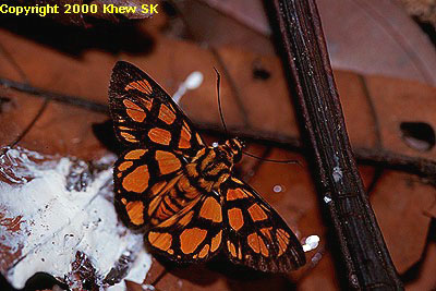 Odina hieroglyphica ortina
