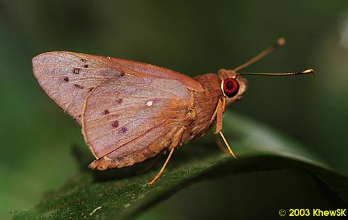 Coconut Skipper