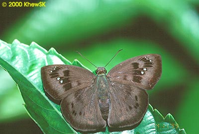 Common Snow Flat