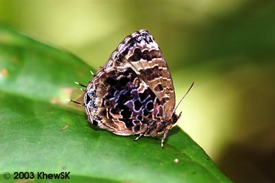 Arhopala abseus abseus