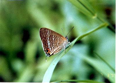The Peablue