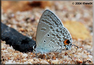 The Silver Forget-me-not
