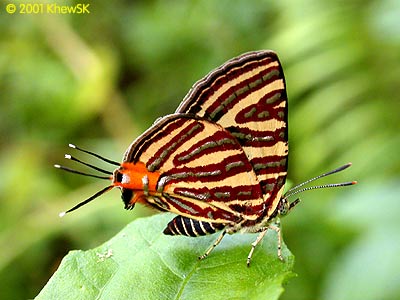 The Long-banded Silverline