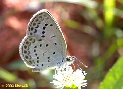 Pale Grass Blue