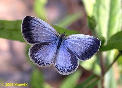 Pale Grass Blue