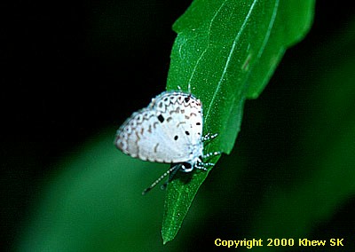 Megisba malaya sikkima