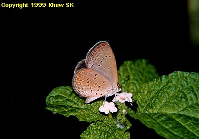 The Lesser Grass BLue