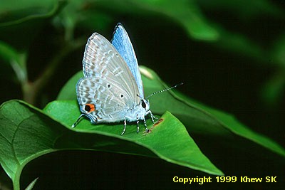 The Silver Forget-Me-Not