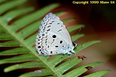 The Common Hedge Blue