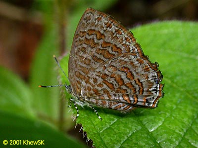 Sumatran Gem