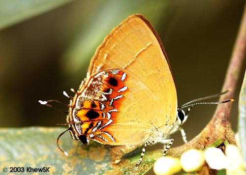 Semanga superba deliciosa