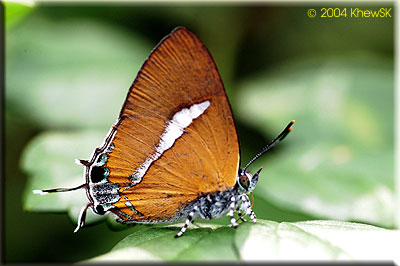Horaga syrinx maenala