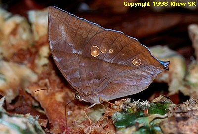 The Saturn (Male)