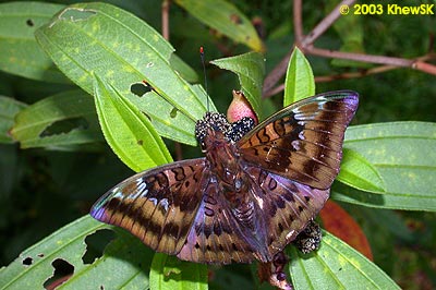 The Baron (Male)
