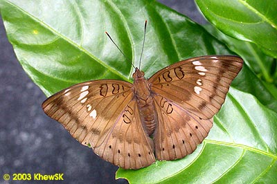 The Baron (Female)