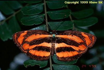 The Common Lascar