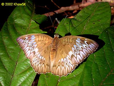 The Malay Baron (Female)