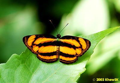 Pantoporia peraka peraka