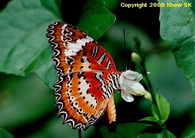 The Plain Lacewing