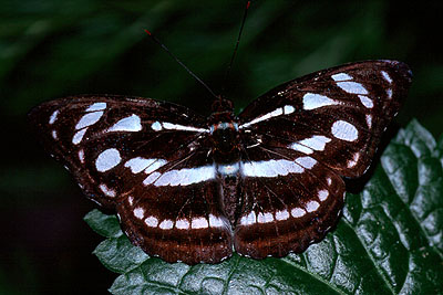 Athyma reta moorei
